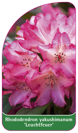 Rhododendron yakushimanum 'Leuchtfeuer'