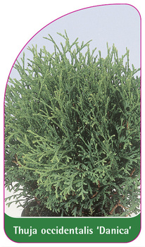 Thuja occidentalis 'Danica'
