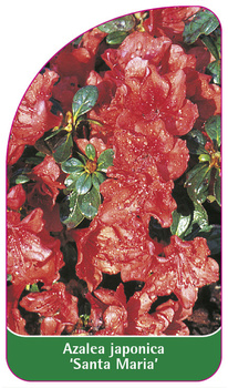 Azalea japonica 'Santa Maria'