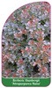 Berberis thunbergii 'Atropurpurea Nana'