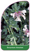 Dorycnium hirsutum