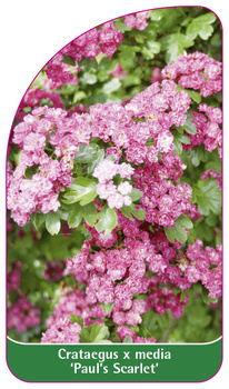Cratageus x media 'Paul's Scarlet'