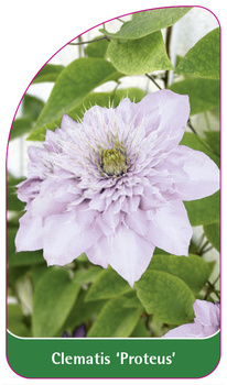 Clematis 'Proteus'