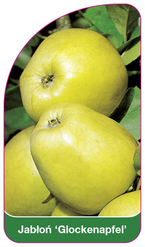 Jabłoń 'Glockenapfel'