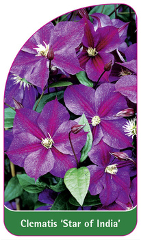 Clematis 'Star of India'