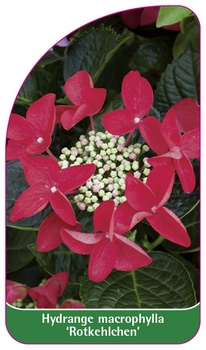 Hydrangea macrophylla 'Rotkehlchen'
