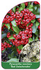 Pyracantha coccinea 'Bad Zwischenahn'