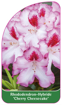 Rhododendron-Hybride 'Cherry Cheesecake'