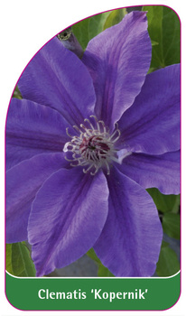 Clematis 'Kopernik'