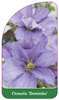 Clematis 'Dominika'