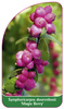 Symphoricarpos doorenbosii 'Magic Berry'