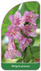 Weigela praecox