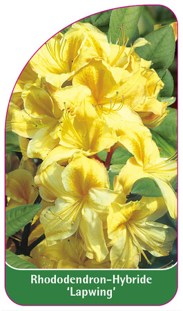 Rhododendron-Hybride 'Lapwing'