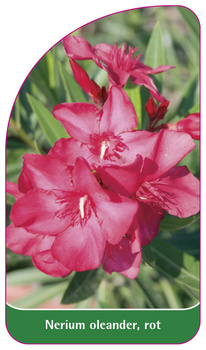 Nerium oleander, rot