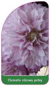 Clematis rózowy pelny