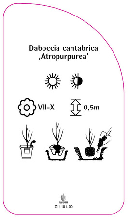 Daboecia cantabrica ,Atropurpurea'