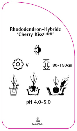 Rhododendron-Hybride 'Cherry Kiss'