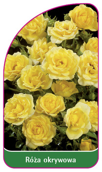 Róza okrywowa Nr. 303 B