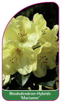 Rhododendron-Hybride 'Marianne'
