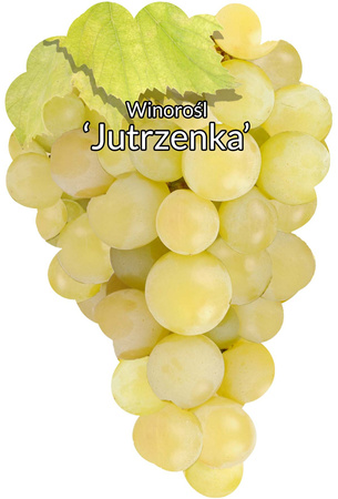 Winorośl Jutrzenka