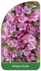 Weigela florida