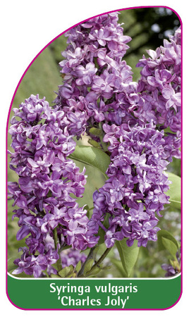 Syringa vulgaris 'Charles Joly'