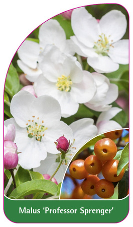 Malus 'Professor Sprenger'