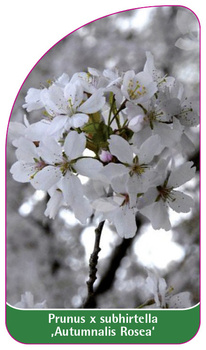 Prunus x subhirtella 'Autumnalis Rosea'