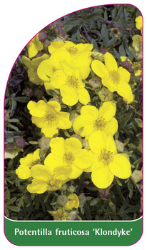 Potentilla fruticosa 'Klondyke'
