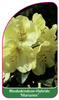Rhododendron-Hybride 'Marianne'