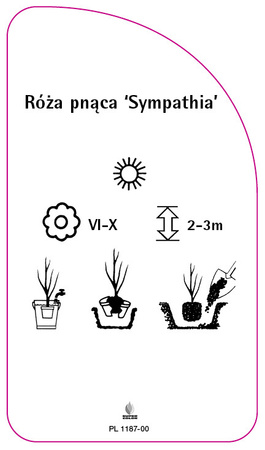 Róza pnaca 'Sympathia'