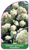 Hydrangea paniculata 'Grandiflora'