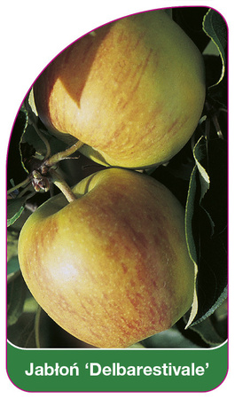 Jabłoń 'Delbarestivale'
