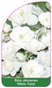 Trandafir de acoperire a solului "White Fairy