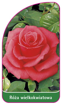 Róza wielkokwiatowa Nr. 202