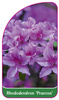 Rhododendron dauricum 'Praecox'