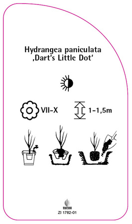 Hydrangea paniculata 'Dart´s Little Dot'