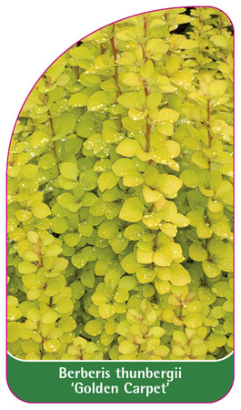 Berberis thunberii 'Golden Carpet'