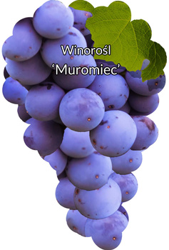 Vinná réva Muromiec