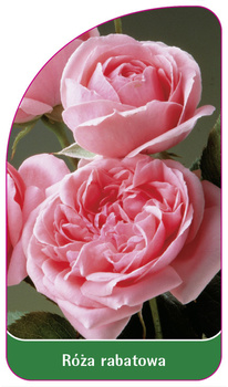 Discount rose Nr. 101