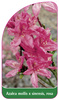 Azalea mollis x sinensis, rosa