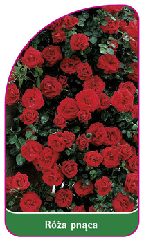 Róza pnąca Nr. 324 A