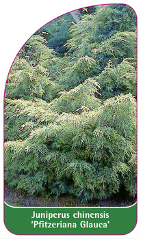 Juniperus chinensis 'Pfitzeriana Glauca'