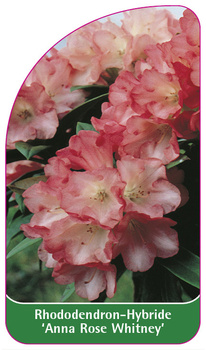 Rhododendron-Hybride 'Anna Rose Whitney'