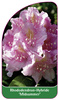 Rhododendron-Hybride 'Midsummer'