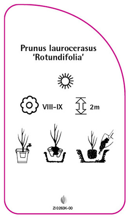 Prunus laurocerasus 'Rotundifolia'
