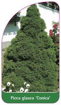 Picea glauca 'Conica'