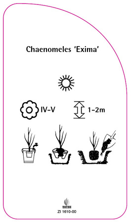 Chaenomeles 'Exima'