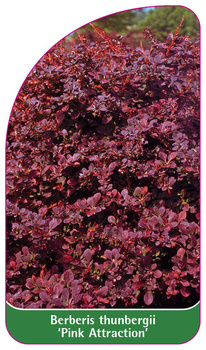 Berberis thunbergii 'Pink Attraction'