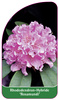 Rhododendron yakushimanum 'Rosamundi'